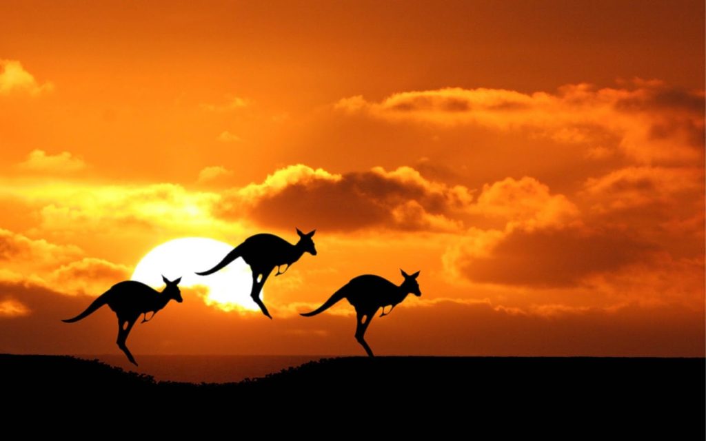 Kangaroos Australia Animals Wallpaper 1600x1000 Full HD Wallpapers