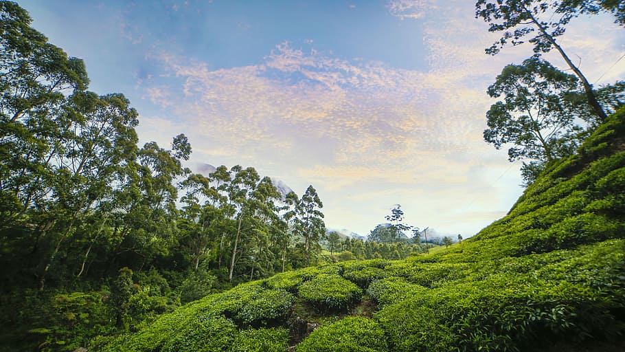 sky-tea-garden-kerala